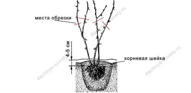 Посадка крыжовника корневая шейка