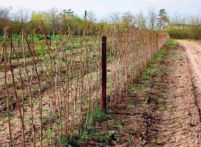 Ежевика на одноплоскостная шпалера