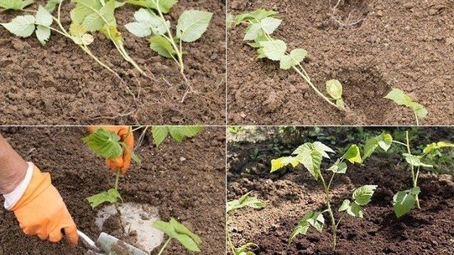 Как размножить ремонтантную малину от маточного куста и черенками осенью и весной