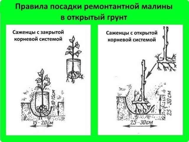 Схема посадки ремонтантной малины в открытом грунте