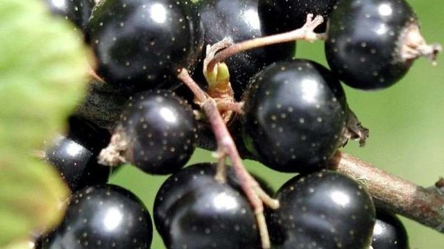 Черная смородина: выращивание, специфические особенности ухода, обрезка и размножение, советы садоводов