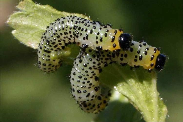 Green caterpillar гусеница бабочки