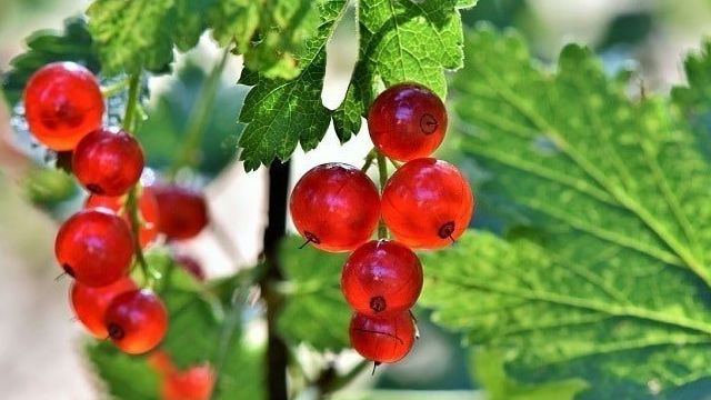 Причины осыпания ягод черной и красной смородины