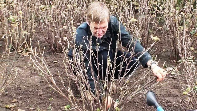 Обрезка красной смородины весной