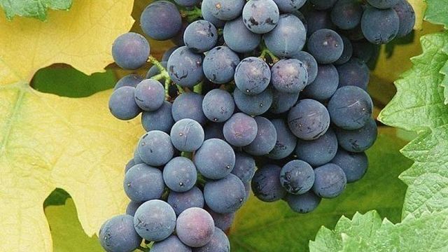 Американский гость — сорт винограда «Альфа»