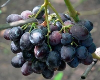 Виноград кодрянка