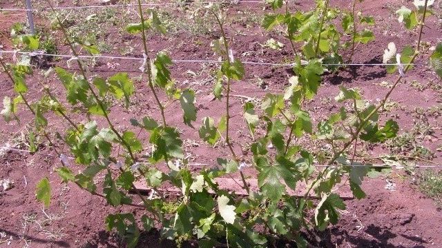 Как лучше провести пересадку винограда летом весной или осенью на новое место