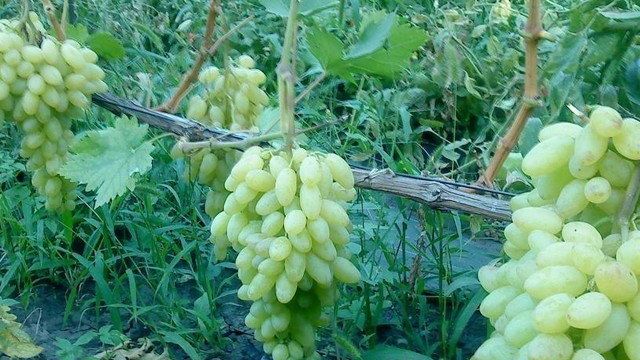 Описание сорта винограда кишмиш столетие
