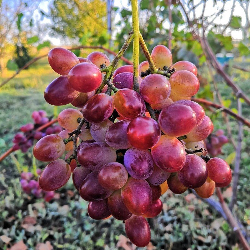 Сорт винограда лидия