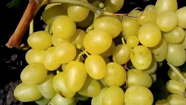 Виноград Аркадия: характеристики сорта и особенности выращивания
