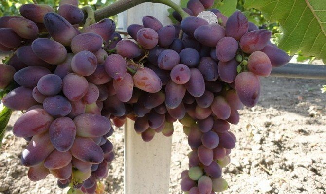 Сорт винограда сенсация