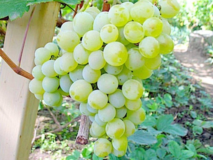 Сорт винограда ляна