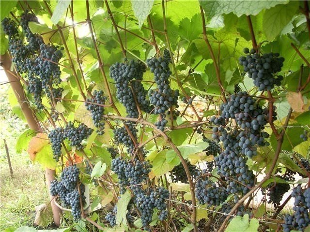 Виноград амурский vitis amurensis