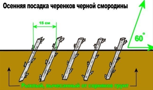 Черенкование смородины осенью для начинающих