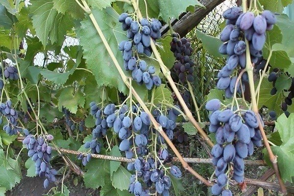 Виноград юпитер описание сорта