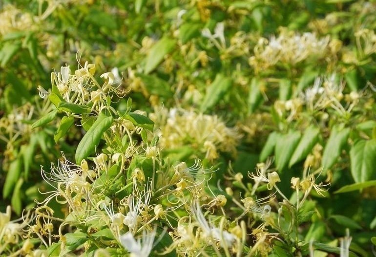 Жимолость японская-lonicera japonica