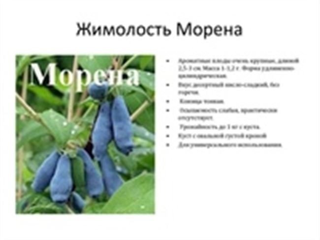 Жимолость морена куст