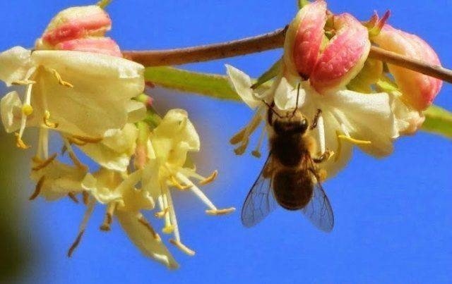 Каштан конский цветет пчелы