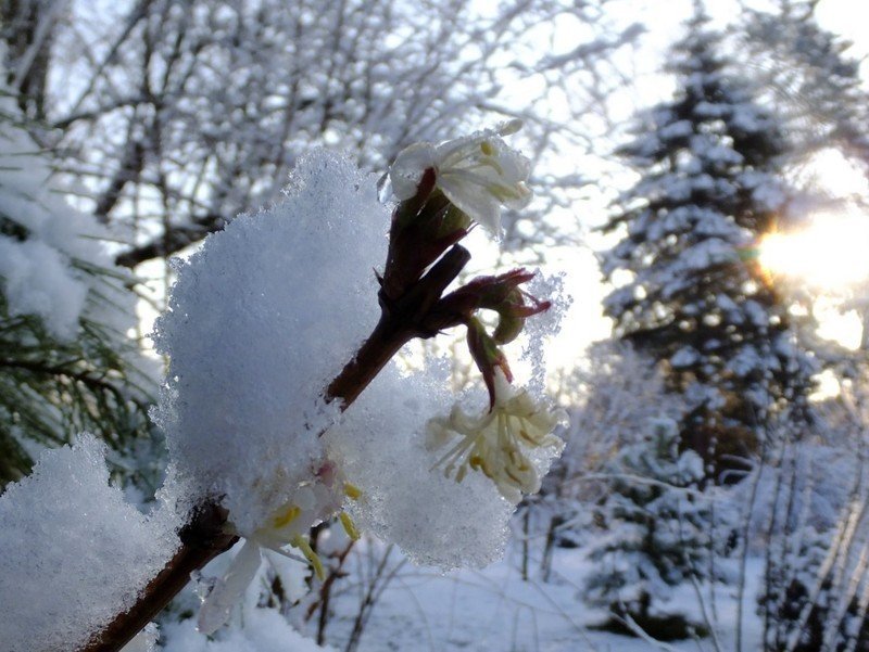 Снег в апреле