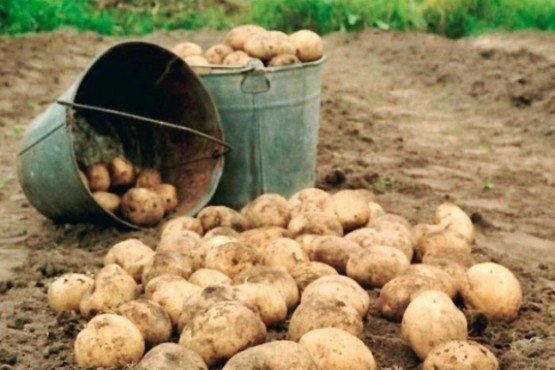 Сбор картофеля в огороде