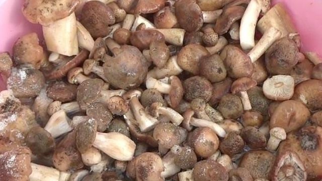 Маринованные опята с луком на зиму: рецепты приготовления и фото, как мариновать грибы