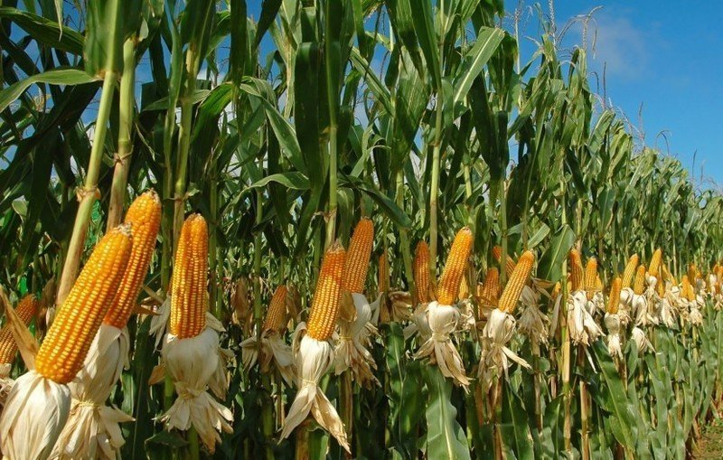 Гибриды кукурузы зигмунд поле