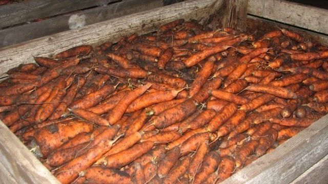 Теплый погреб — не проблема: как сохранить морковь на долгое время