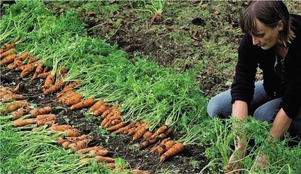 Большой урожай моркови
