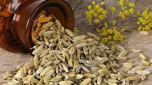 Лечебные и кулинарные свойства семян фенхеля — влияние на организм и способы применения растения
